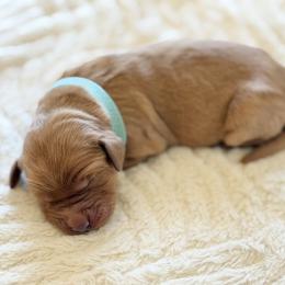 Betsy - Light Blue - Dark golden female Golden Retriever puppy in San Martin, California from Church Creek Retrievers