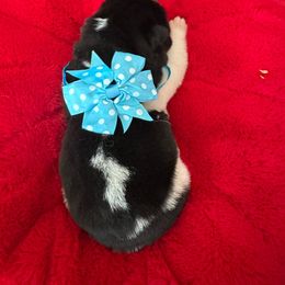 Purple - Black Akita puppy in Las Vegas, Nevada from Gloe Akita's