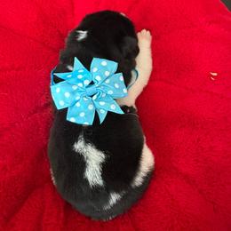 Purple - Black Akita puppy in Las Vegas, Nevada from Gloe Akita's