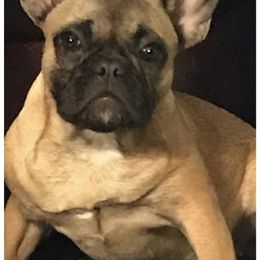 Paris - French Bulldog