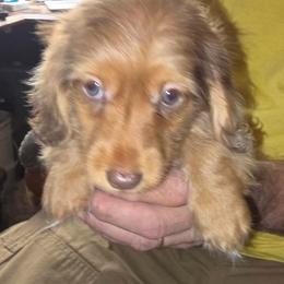 Girl 2 - Chocolate and cream female Dachshund puppy in Jackson's Gap, Alabama from Lake Martin Doxies