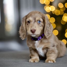 Dachshund Puppies from Gem State Mini Dachshunds