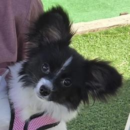 Khloe - White black and tan female Papillon puppy in San Diego County, California from Mishmo's Shibas and Papillons