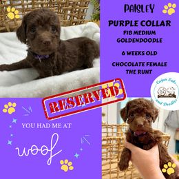 Paisley - Chocolate Goldendoodle puppy in Raceland, Louisiana from Cajun Doodles