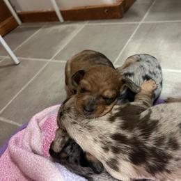 Girl 3 - Dapple female Dachshund puppy in Bismarck, Missouri from Kalua's Doxies