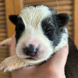 Sable male panda - Panda male German Shepherd puppy in Lordstown, Ohio from Jewels German Shepherd