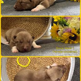 Brook - Red and white female Siberian Husky puppy in Canton, Ohio from Bleu Skies Siberian Huskies