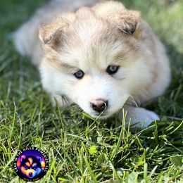 Lane - Tri-color female Pomsky puppy in Schaumburg, Illinois from Lake in the hills Pomskies