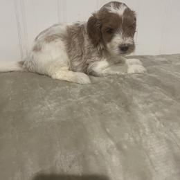 Labradoodle Puppies from RemiandRaethelabradoodles
