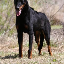 Adler - 5350 - Black and rust male Beauceron puppy in Rockwall, Texas from Elitehaus