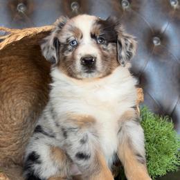 Tyra- Has Tail and Videos - Blue merle female Australian Shepherd puppy in Troy, South Carolina from Lana Corley- Australian Shepherds of 3/W Farms