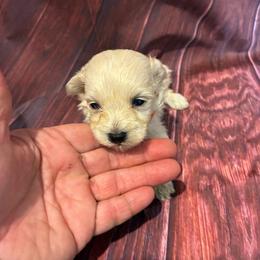 Ottis - Gold sable male Havapoo puppy in Brookings, South Dakota from Hofer Pups