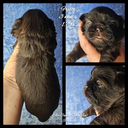 Frisco - Chocolate male Shih Tzu puppy in Maize, Kansas from Air Capital Shih Tzu Puppies