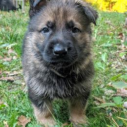 German Shepherd Puppies from Cintron K9