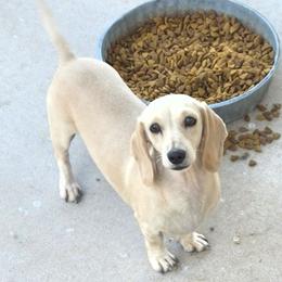 Barbie - Cream female Dachshund puppy in El Paso, Texas from Mells Weenies