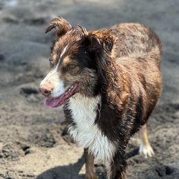 Willow - Australian Shepherd