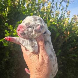 Lady Cora - Harlequin female Great Dane puppy in Granby, Missouri from HCR Great Danes