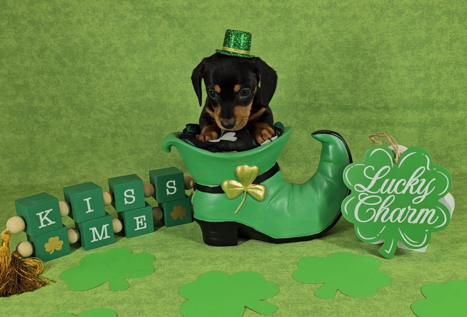 Dachshund Puppies from Newbern's Nuggets