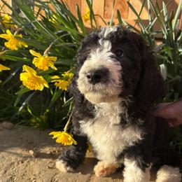Lorcan - Black and white male Aussiedoodle puppy in Grants Pass, Oregon from Love my doodles/ Aussiedoodle love