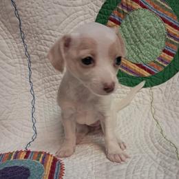 Spot - Cream and white female Chihuahua puppy in Branford, Florida from Mbjs Doxies and chihuahuas