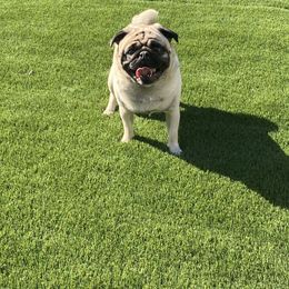Rhae - Pug
