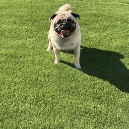 Rhae - Pug