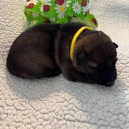 Girl 3 - female German Shepherd puppy in Coats, North Carolina from T'S SHEPHERDS