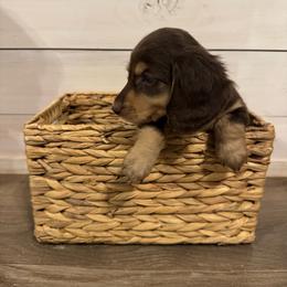 Boy 3 - Chocolate and cream male Dachshund puppy in Enoch, Utah from Juniper Ridge Dachshunds