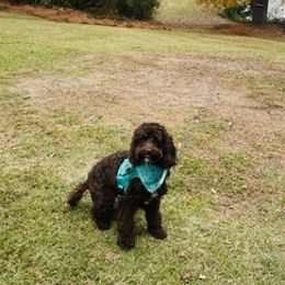 Australian Labradoodles from On Holiday Labradoodles