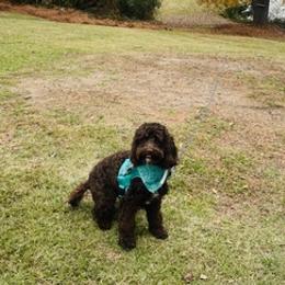 Australian Labradoodles from On Holiday Labradoodles