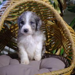 Dasher - Blue merle male Aussiedoodle puppy in Pomona, California from Socal Aussiedoodles