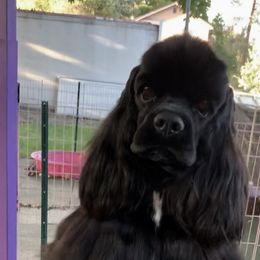 Cocker Spaniels from Avidity Cockers