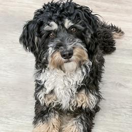 Charley - Bernedoodle