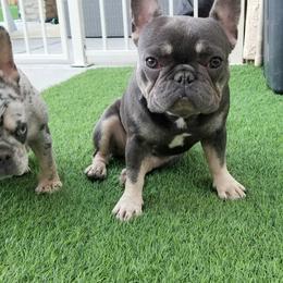 Minnie - French Bulldog