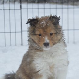 Shetland Sheepdog Puppies from Sunny Shelties