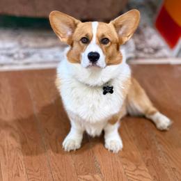 Figgie or Figaro - Pembroke Welsh Corgi