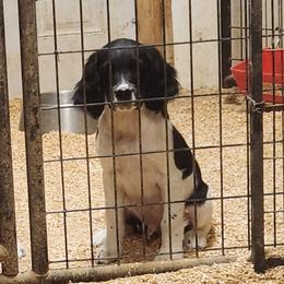 Barney - Black and white male English Springer Spaniel puppy in Craig, Nebraska from Fur & Feathers Kennel