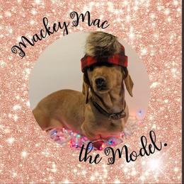 MacKenzie - Cream female Dachshund puppy in Ravenna, Ohio from Valhallah Farms