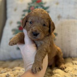 Sage - Red  female Goldendoodle puppy in Wharton, Texas from Little Fur Friends