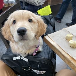 Golden Retriever Puppies from Sunridge Goldens