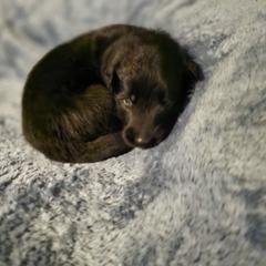 Green Girl - Black female Belgian Sheepdog puppy in Virginia Beach, Virginia from Sea Major Belgians