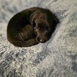 Green Girl - Black female Belgian Sheepdog puppy in Virginia Beach, Virginia from Sea Major Belgians