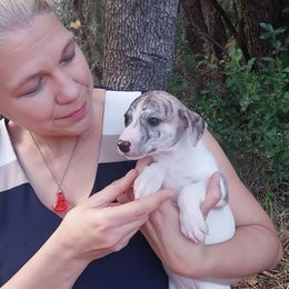 Brittany - Red brindle female Whippet puppy in New Port Richey, Florida from Trezlar Whippets