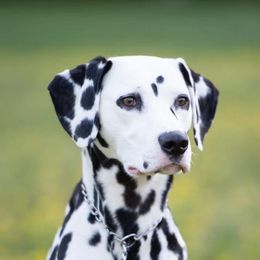 Dalmatians from Montjuic Dalmatians
