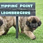 Leonberger Puppies from Tipping Point Leonbergers