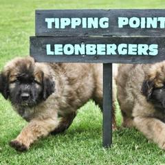 Leonberger Puppies from Tipping Point Leonbergers