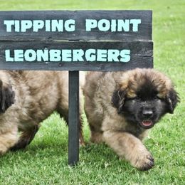 Leonberger Puppies from Tipping Point Leonbergers