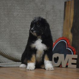 Aussiedoodle and Shichon Puppies from PTK Ranch