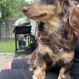 Avery - Dachshund