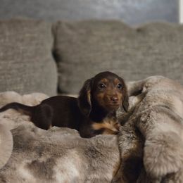 Chocolate female - Chocolate and tan female Dachshund puppy in Hesperia, California from VOM HAUSE Imperial